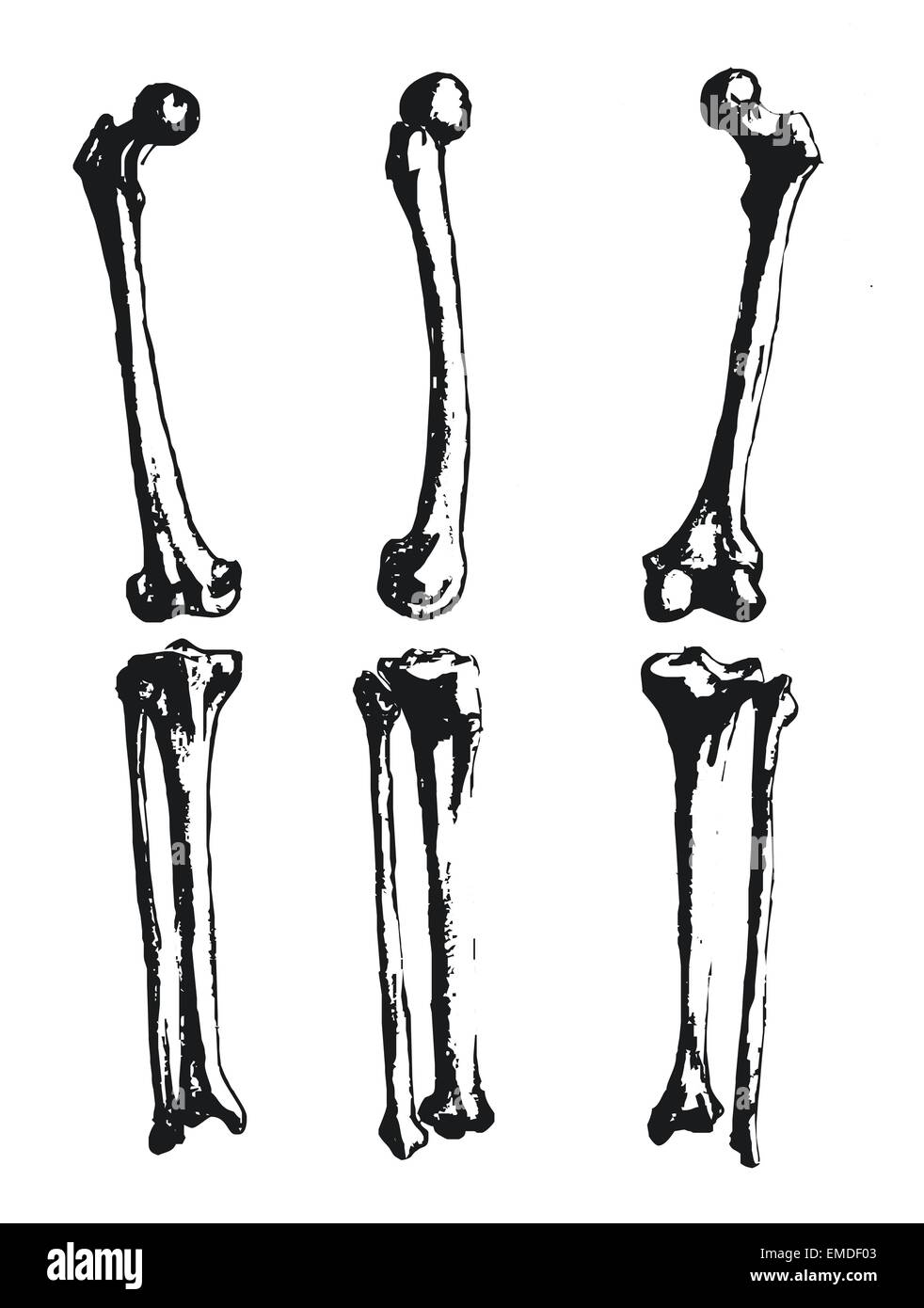 Hand drawn fibula and femur Stock Vector