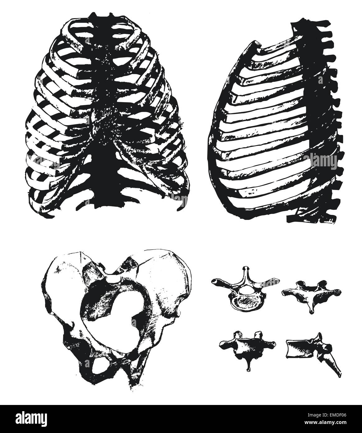 Hand drawn pelvic bone and rib Stock Vector