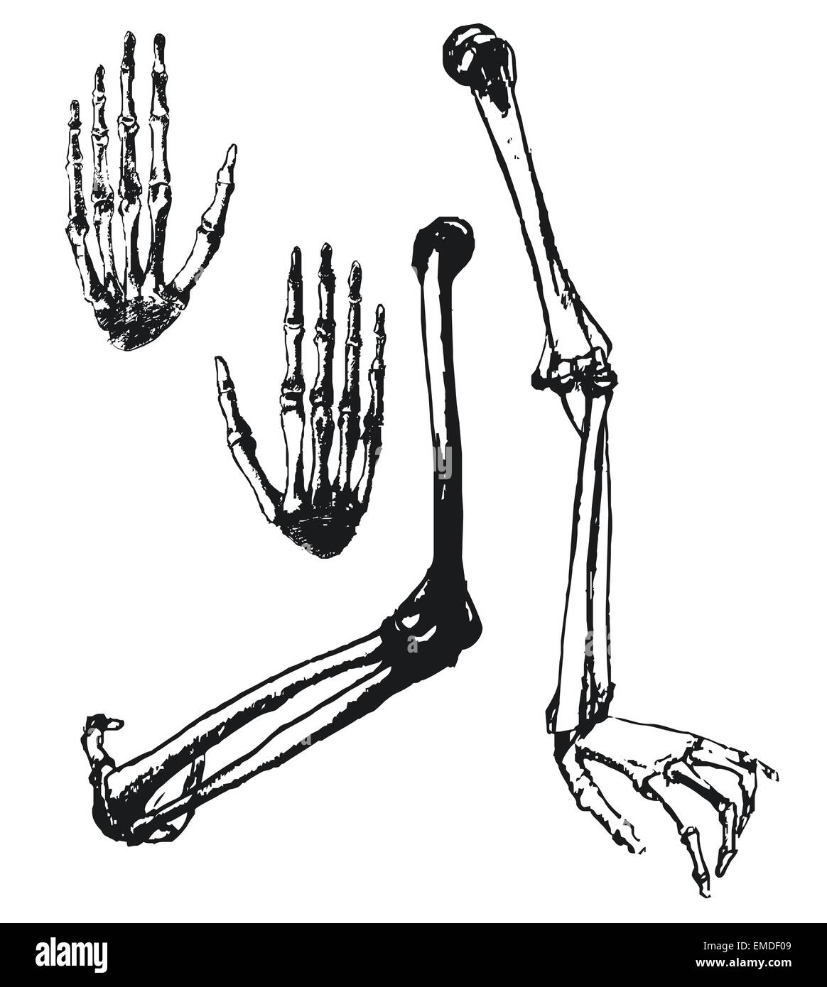 Hand drawn humerus, ulna and hand bones Stock Vector