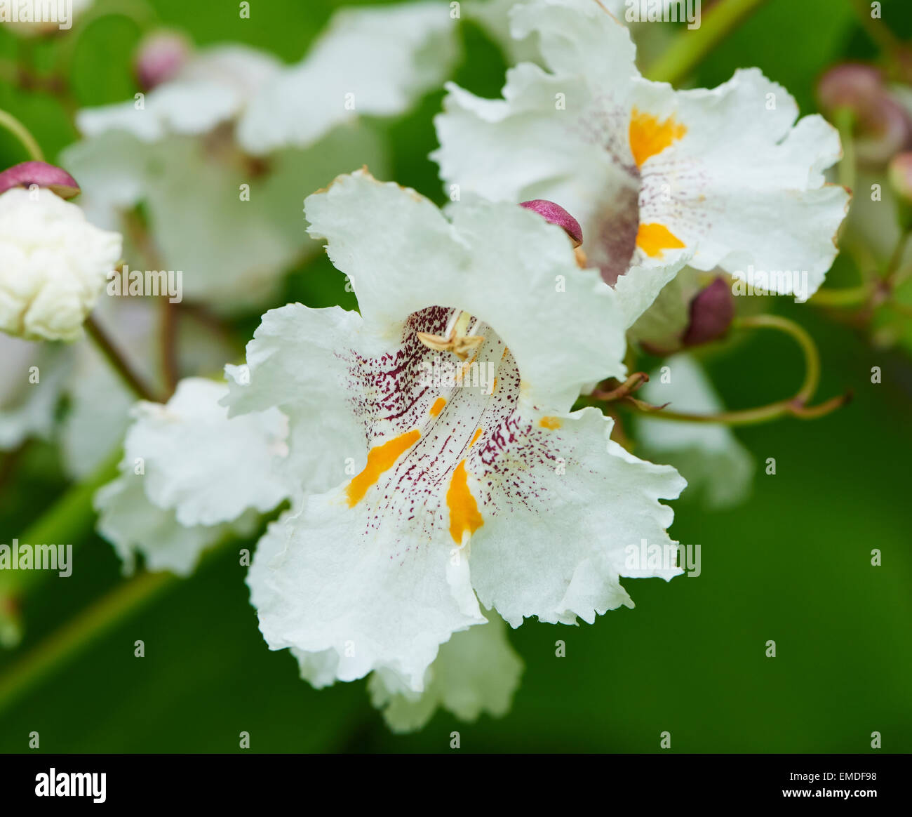 Catalpa bignonioides is a species of Catalpa that is native to the southeastern United States. Stock Photo