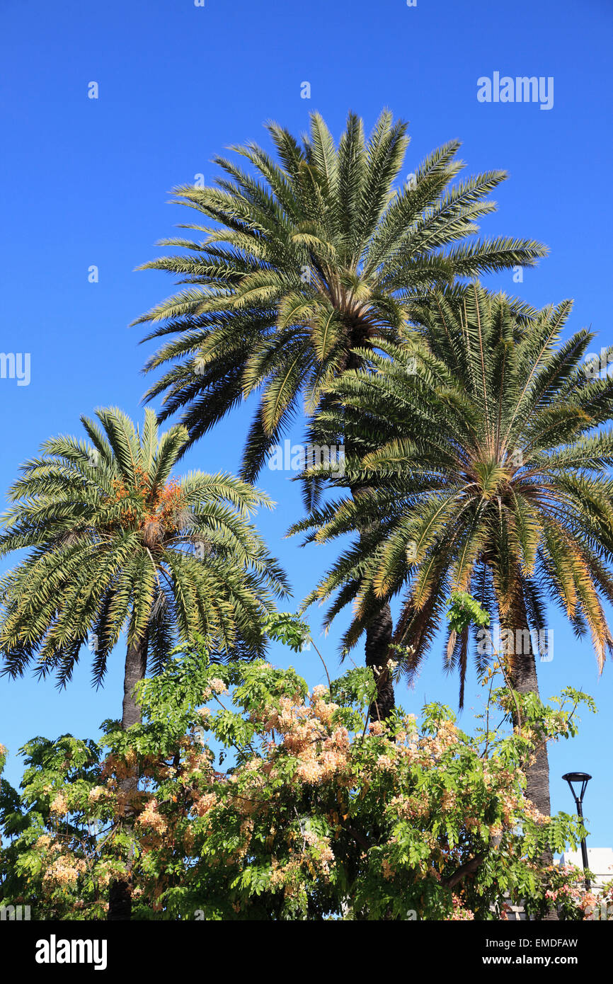 Hawaii, Oahu, Waikiki,  street scene, palm trees, Stock Photo