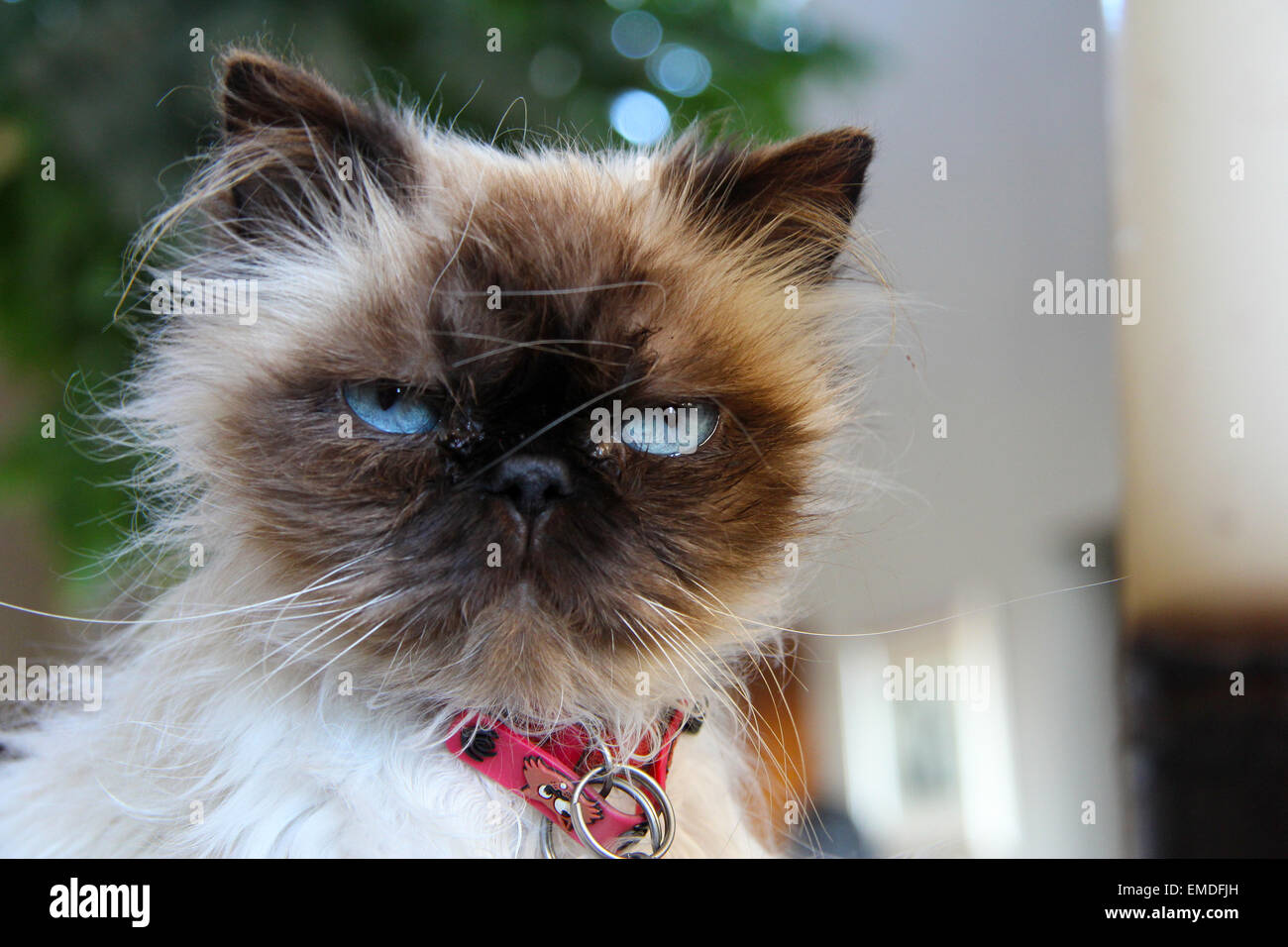 Scruffy cat close up Stock Photo Alamy