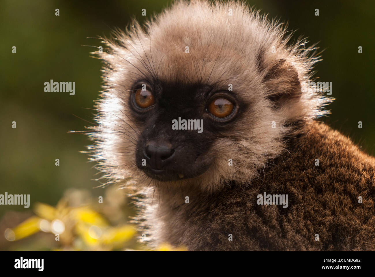 A close up portrait of a captive young Diademed Sifaka, Propithecus diadema, lemur. Stock Photo