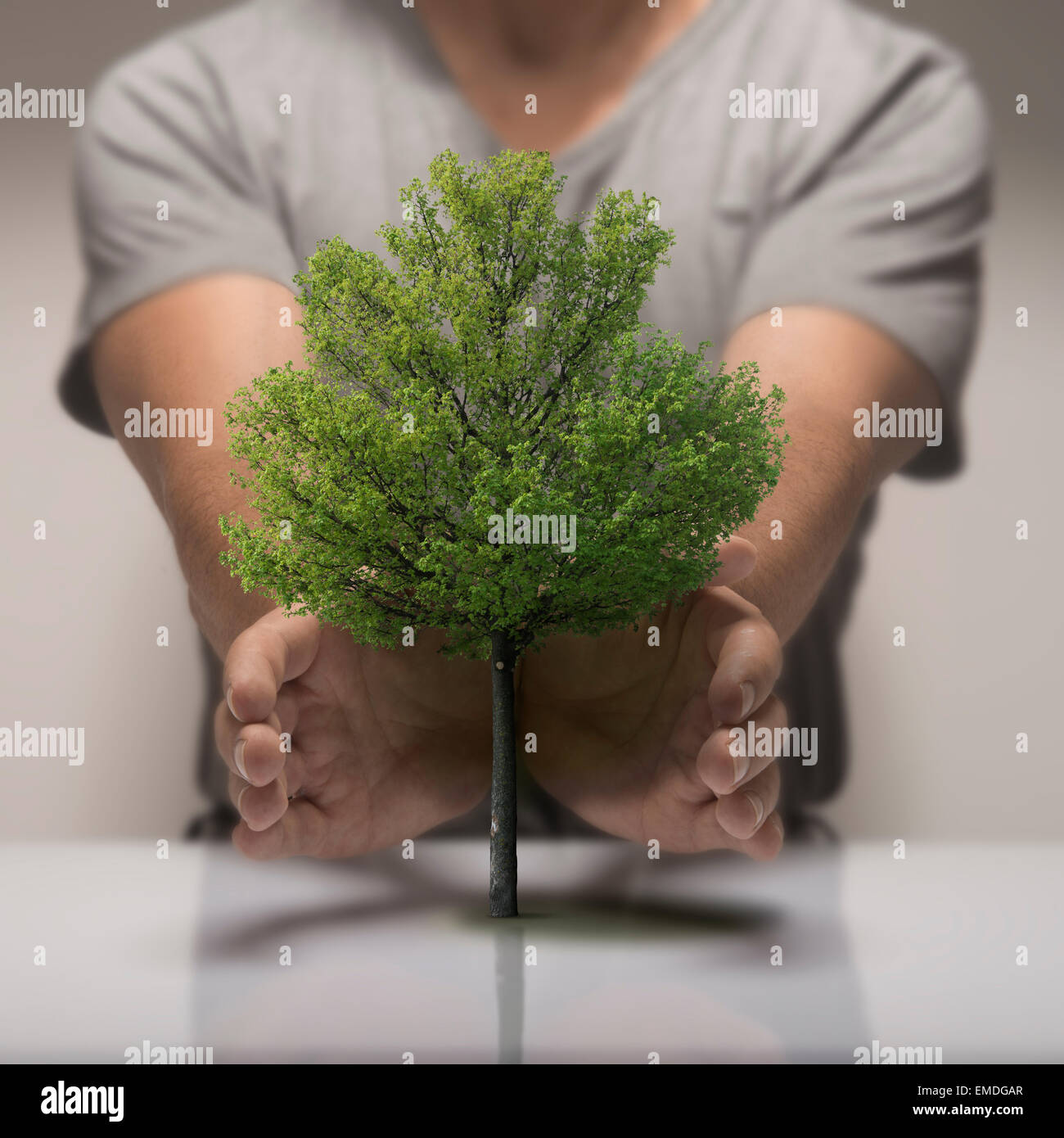 Two hands around a small tree, symbol of ecology or environmental protection. Stock Photo