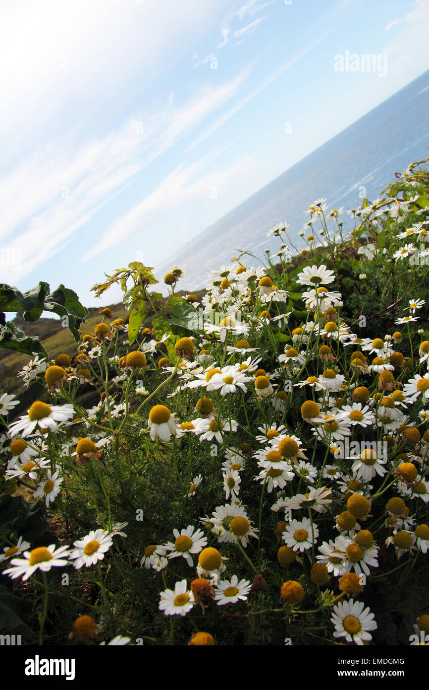 Daisy flowers by ocean Stock Photo