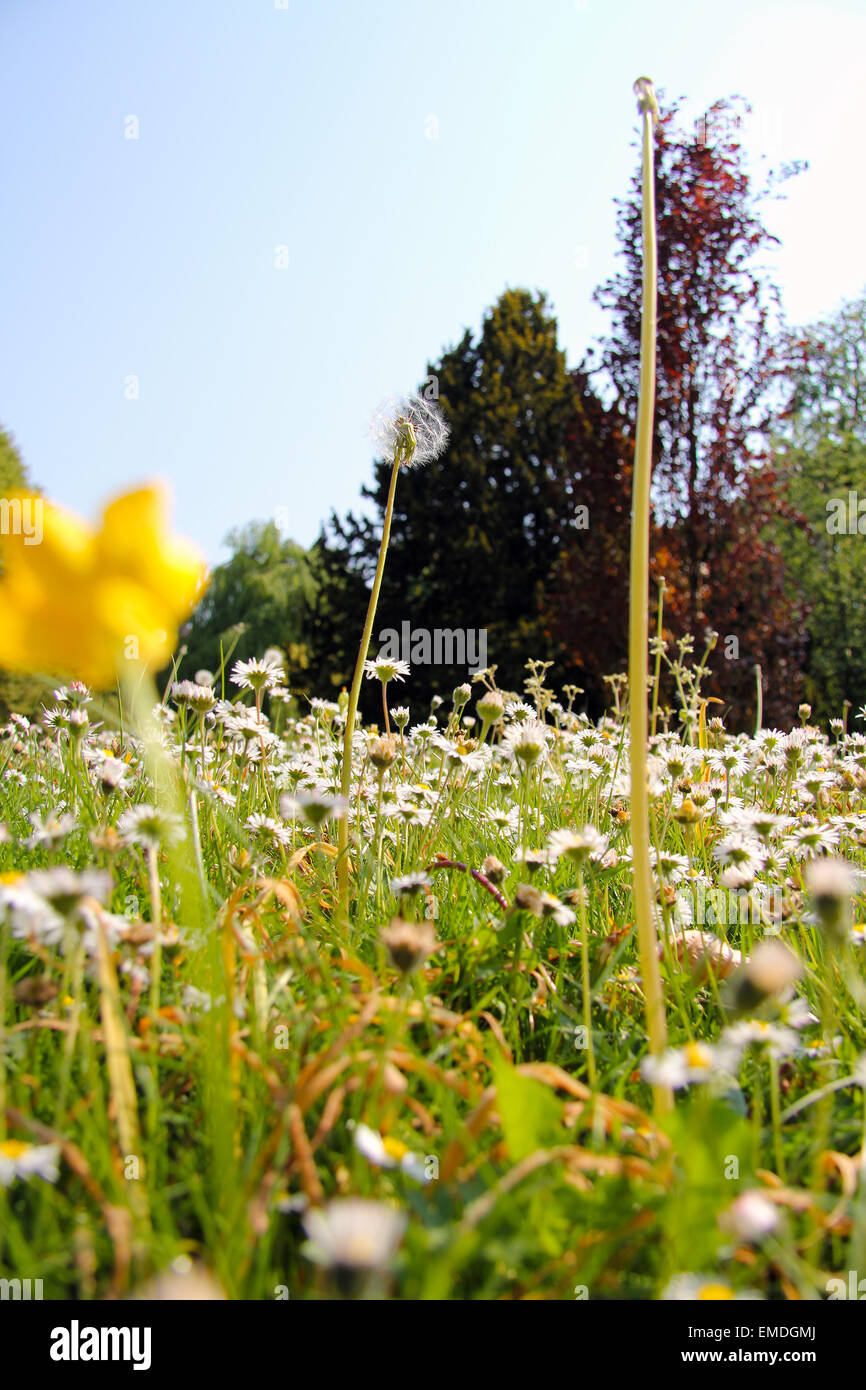 Dandelion daisy flowers hi-res stock photography and images - Alamy