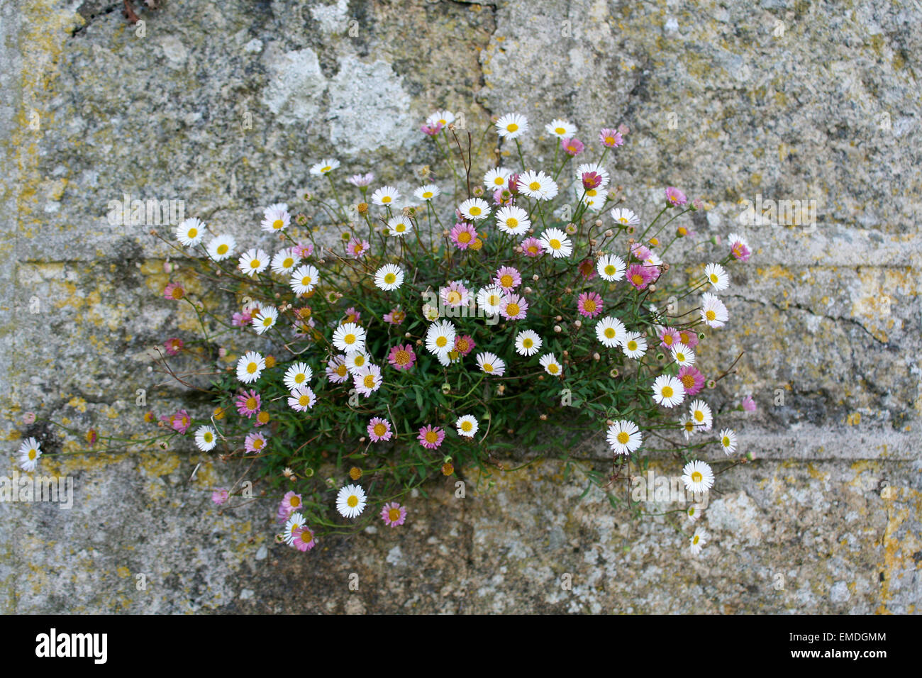 Wall daisies hires stock photography and images Alamy