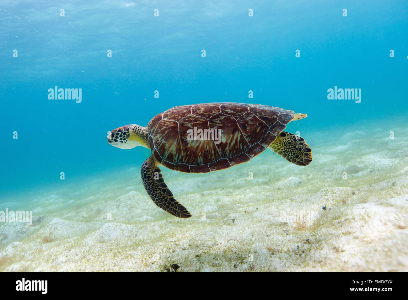 Hawksbill sea turtle Stock Photo