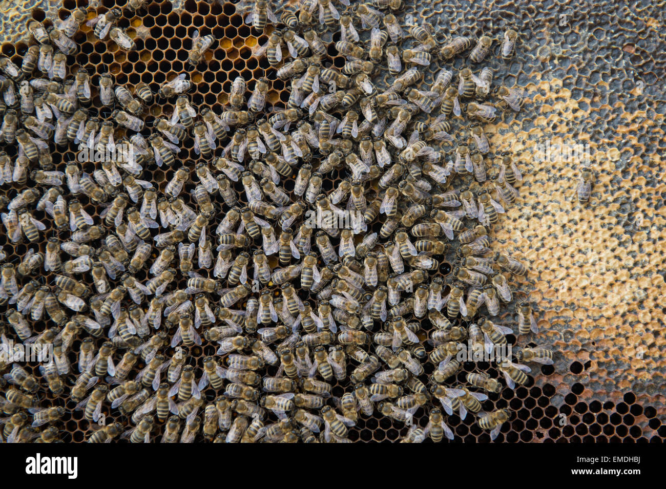 Behive High Resolution Stock Photography And Images Alamy