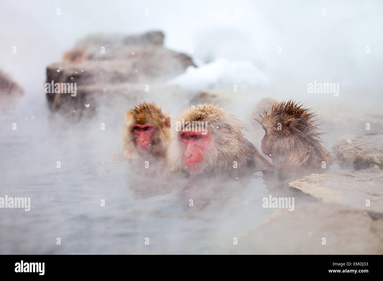 Snow Monkeys Stock Photo