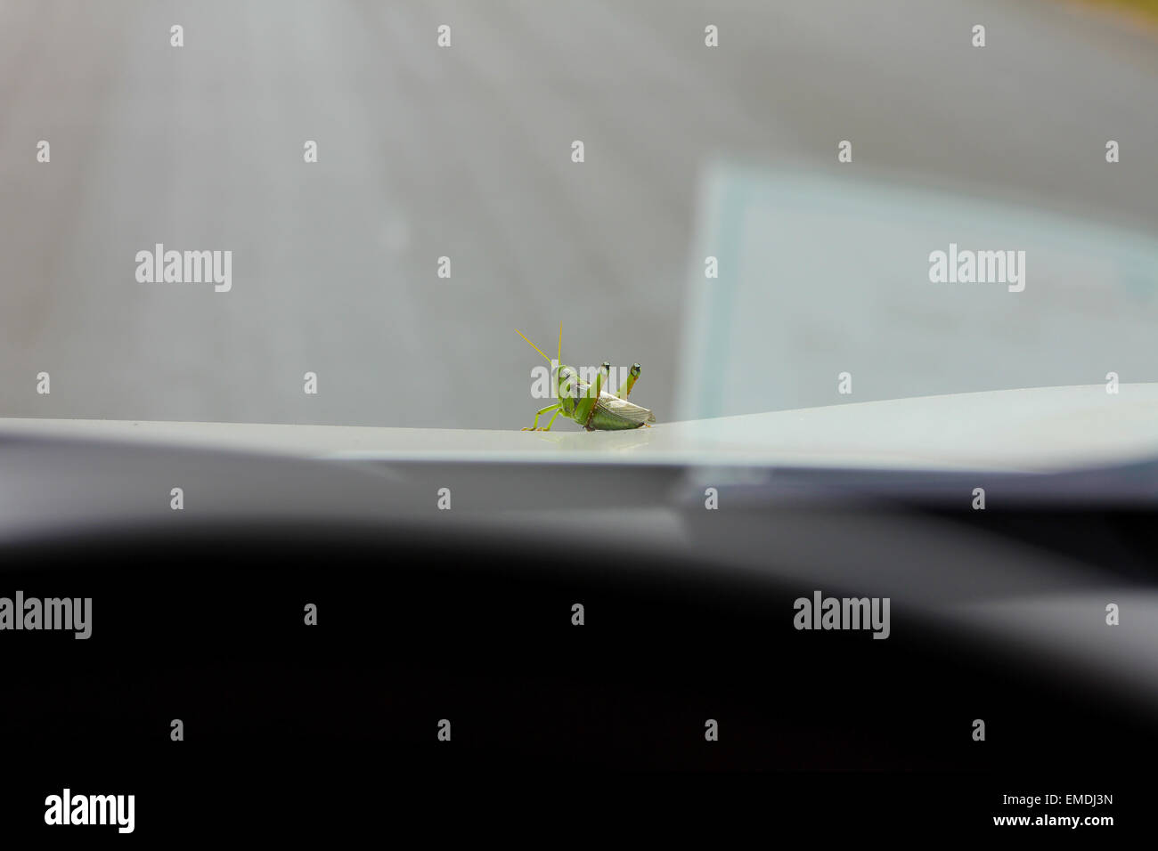 on car Stock Photo Alamy