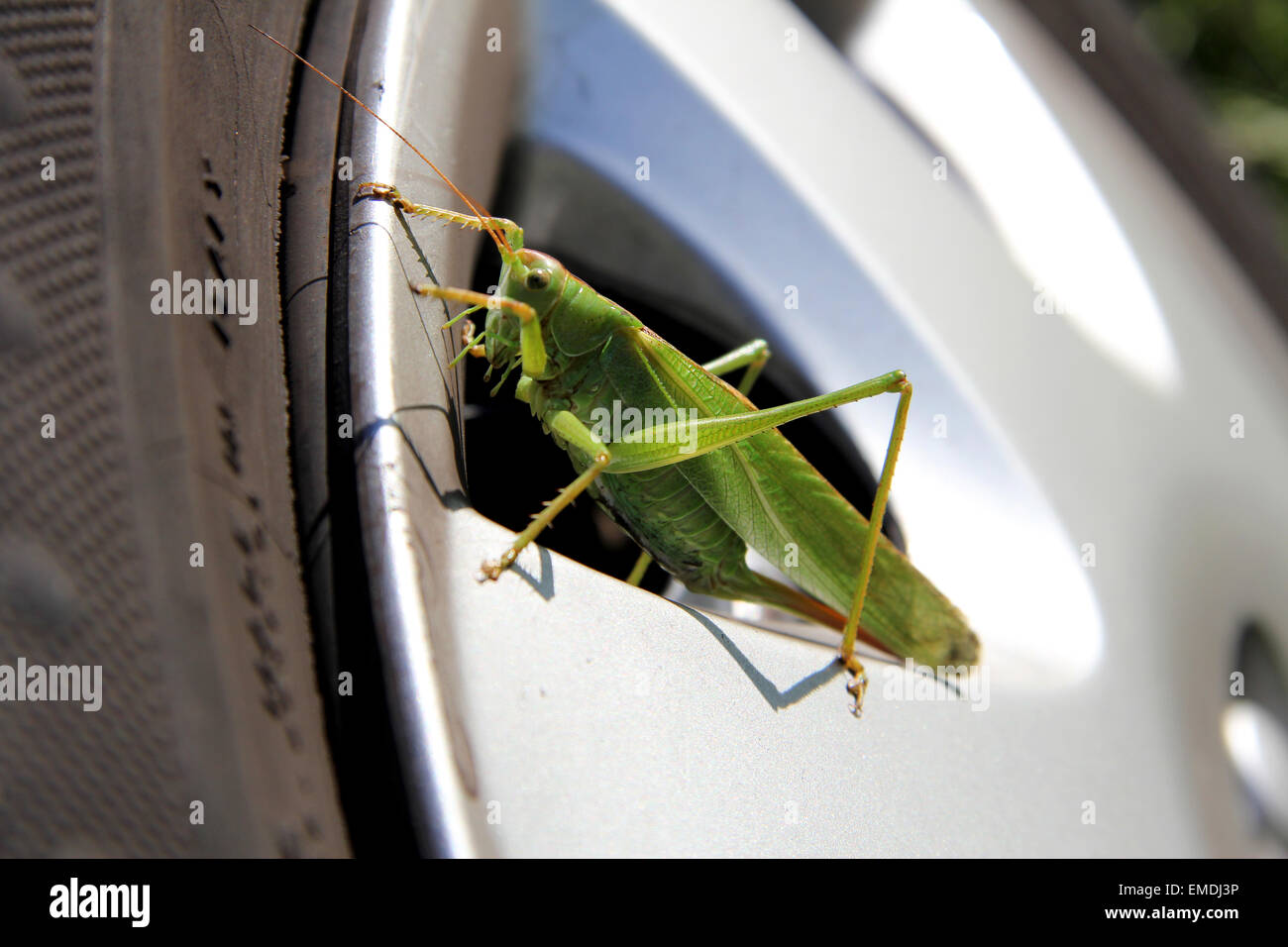 Grasshopper on car wheel Stock Photo