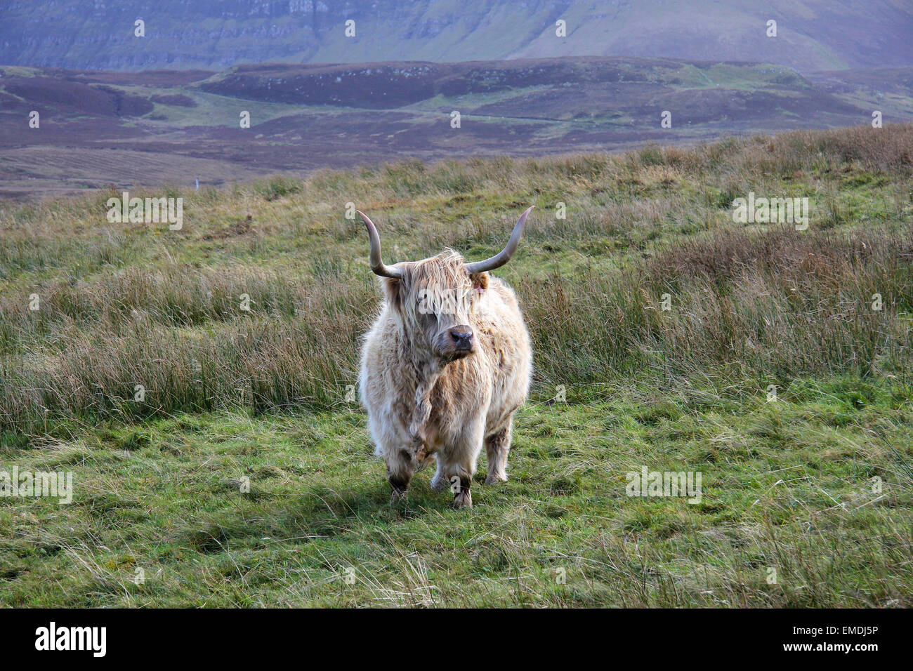 Highland cow Scotland Stock Photo - Alamy