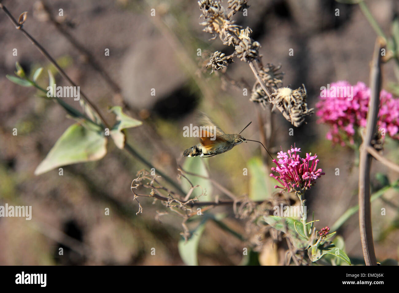 Hummingbird drinking nectar Stock Photo Alamy