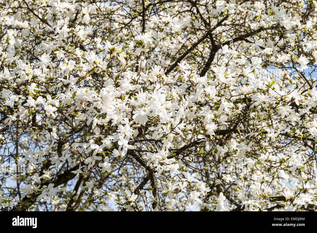 White Magnolia Flowers In Spring Stock Photo - Alamy