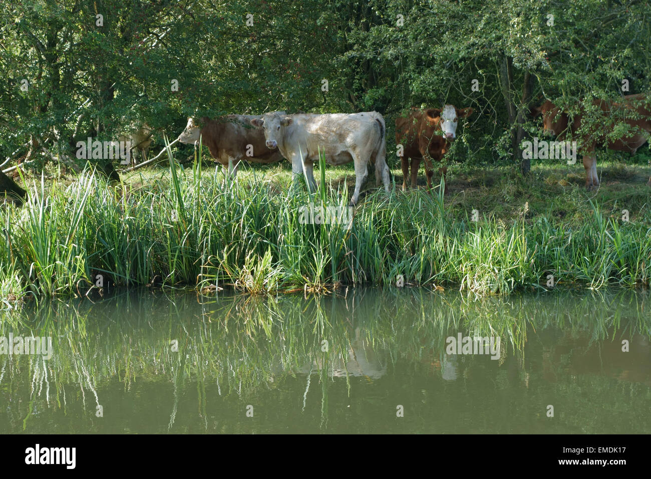 Beef cattle shading under trees beside the Kennet & Avon Canal with reeds and animals reflected in the still water Stock Photo