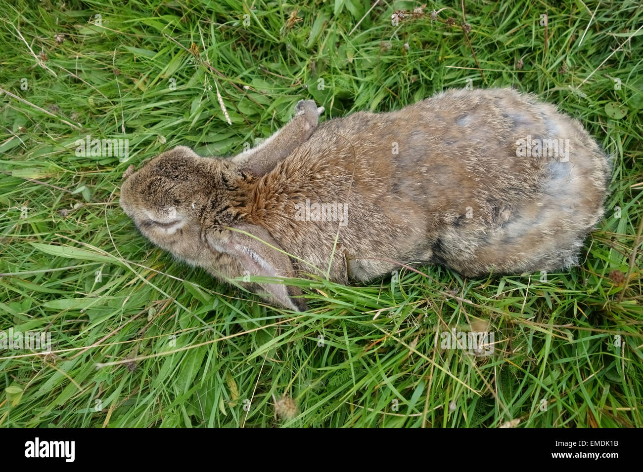 A European rabbit severely affected by myxomatosis inert with swollen eyes Stock Photo