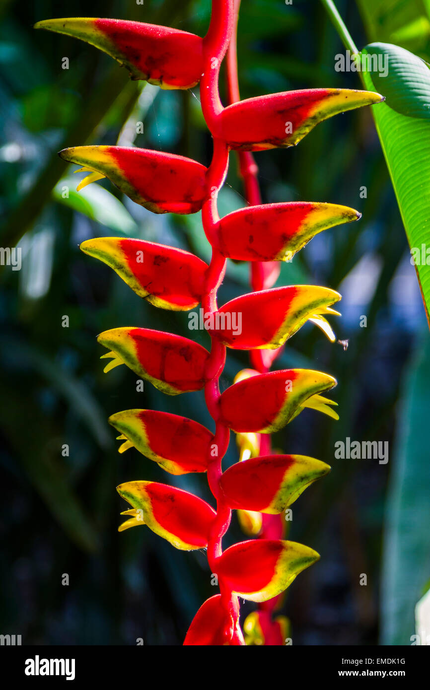 Heliconia flowers (Heliconia rostrata). Stock Photo