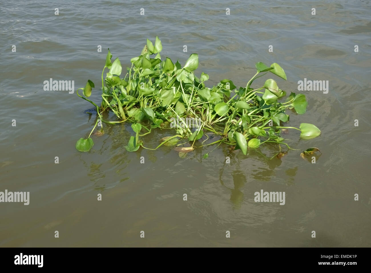 Floating water hyacinth, Eichhornia crassipes, floating in the Chao Phraya River and invasive a clogging weed of waterways Stock Photo