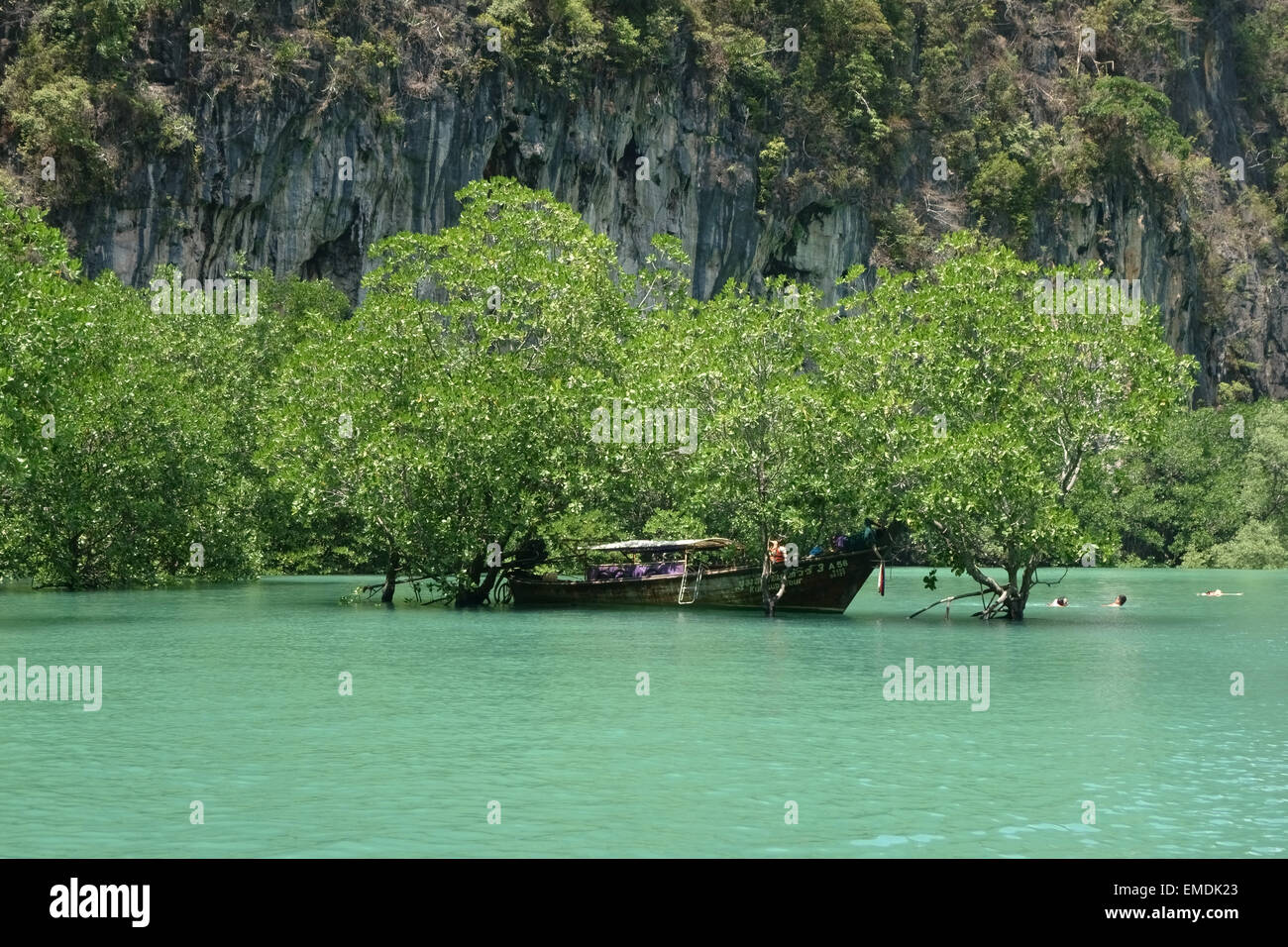Mangrove trees standing in sea water at high tide in the lagoon in the centre of Koh Hong, Krabi Province in Thailandpeo Stock Photo