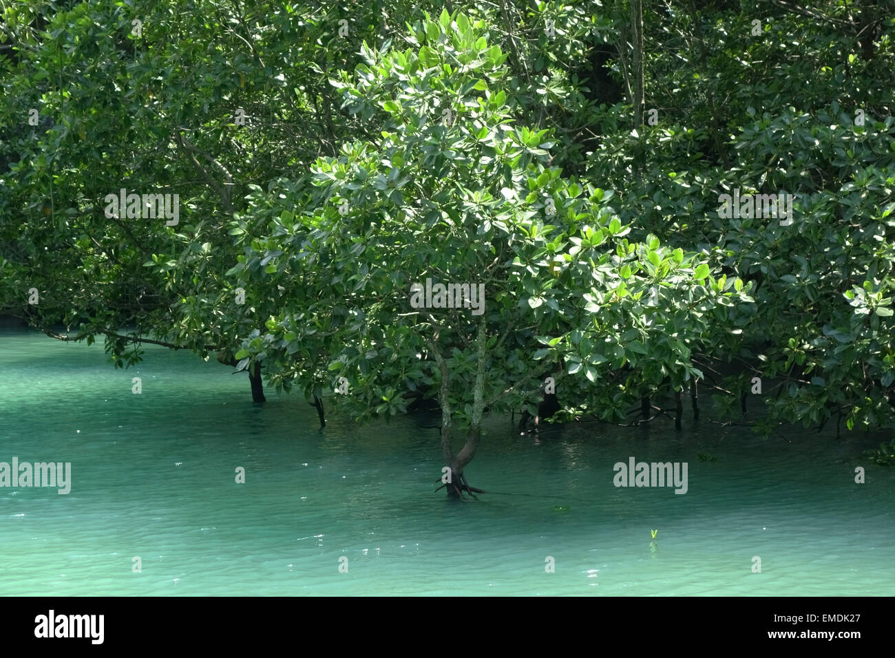 Mangrove trees standing in sea water at high tide in the lagoon in the centre of Koh Hong, Krabi Province in Thailand Stock Photo