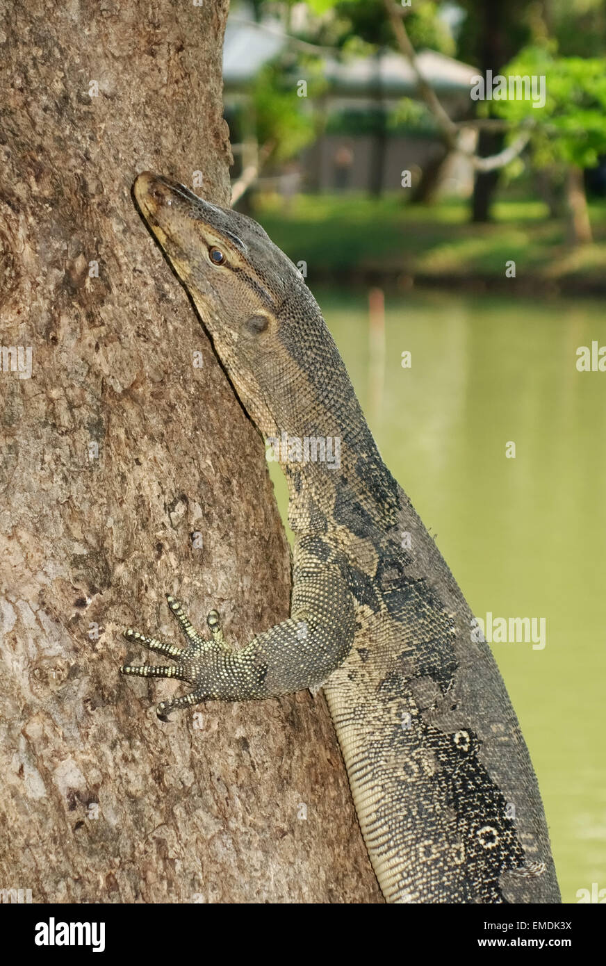 A young water monitor lizard, Varanus salvator, on a tree trunk in  Lumphini Park in the centre of Bangkok in Thailand Stock Photo