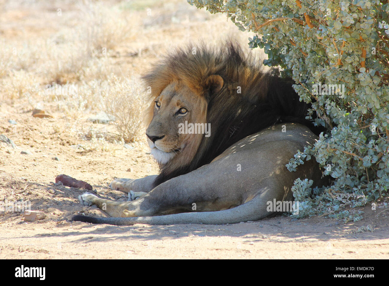 Lion in africa hi-res stock photography and images - Alamy