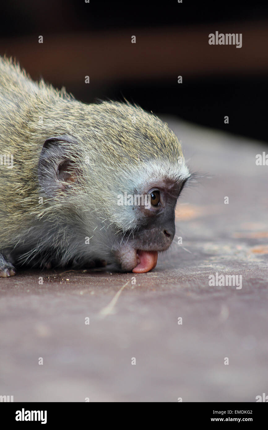 Tongue out monkey hires stock photography and images Alamy