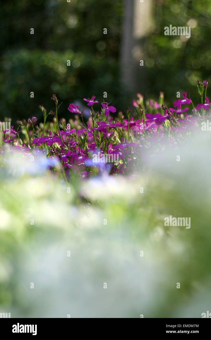 Purple flowers in garden Stock Photo - Alamy