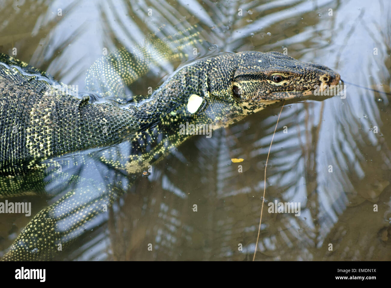 A large water monitor lizard, Varanus salvator, in water at the edge of the lake in  Lumphini Park in the centre of Bangkok Stock Photo