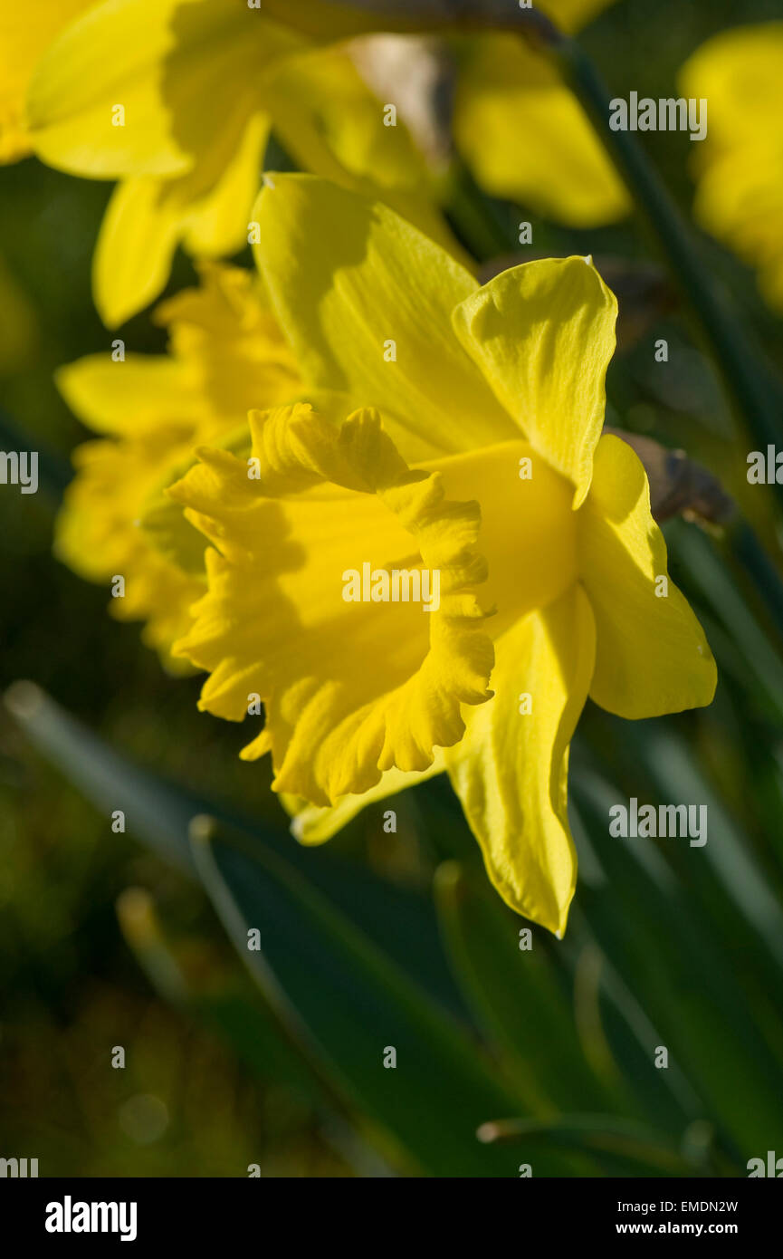 Yellow corona and tepals of a typical daffodil flower in early morning light Stock Photo