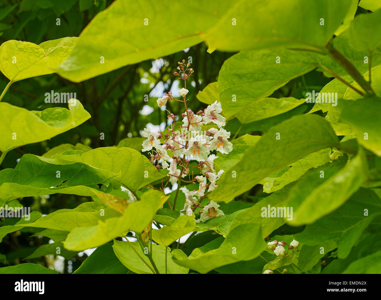 Catalpa bignonioides is a species of Catalpa that is native to the southeastern United States. Stock Photo