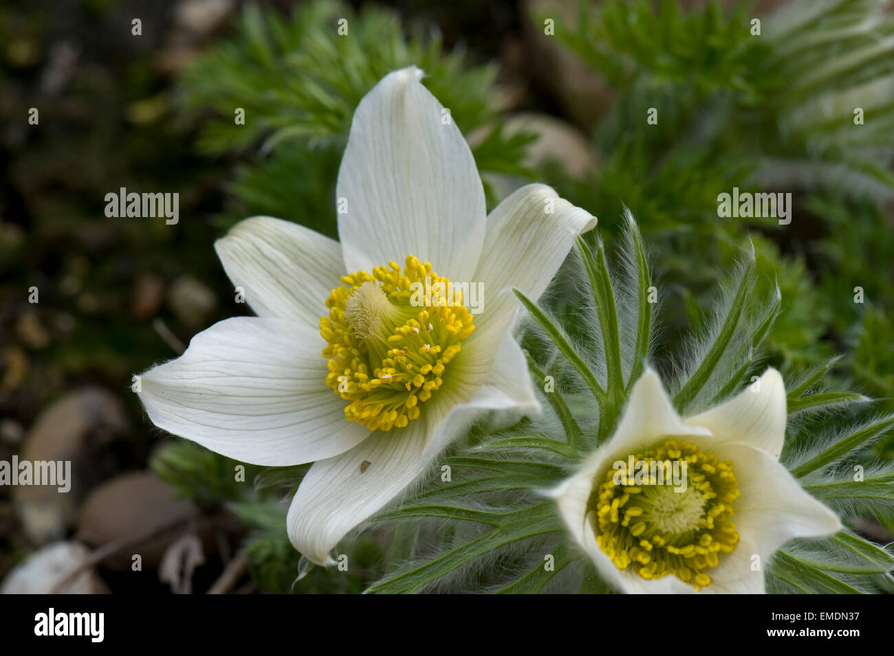 A white pasque flower, Pulsatilla vulgaris alba, flowering at Easter time, Berkshire, March Stock Photo