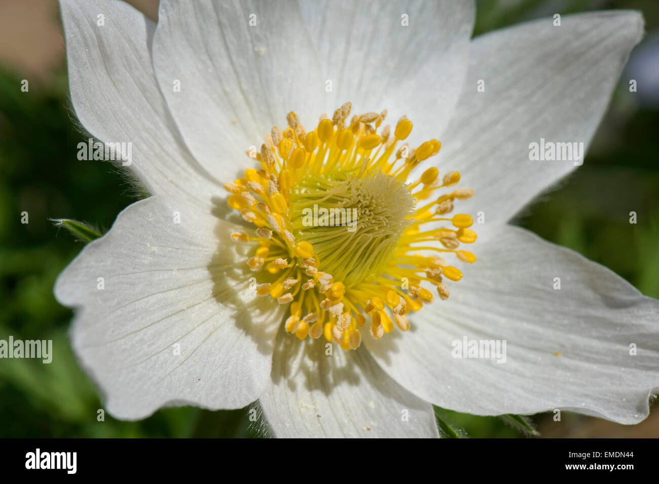 A white pasque flower, Pulsatilla vulgaris alba, flowering at Easter time, Berkshire, April Stock Photo