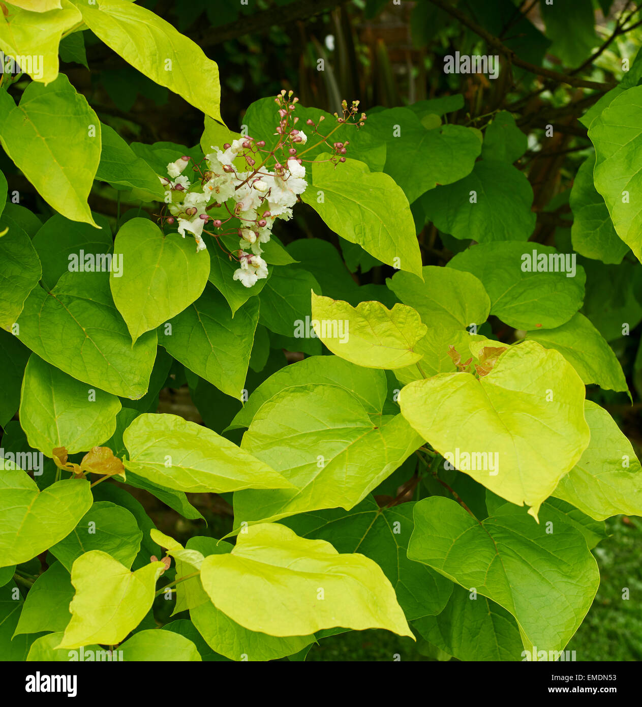 Catalpa bignonioides is a species of Catalpa that is native to the southeastern United States. Stock Photo