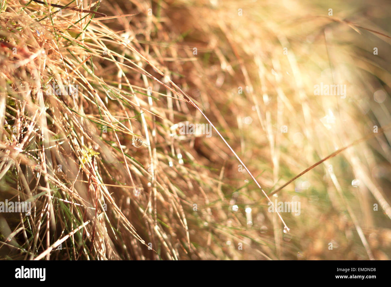Macro shot of grass at early morning. Stock Photo