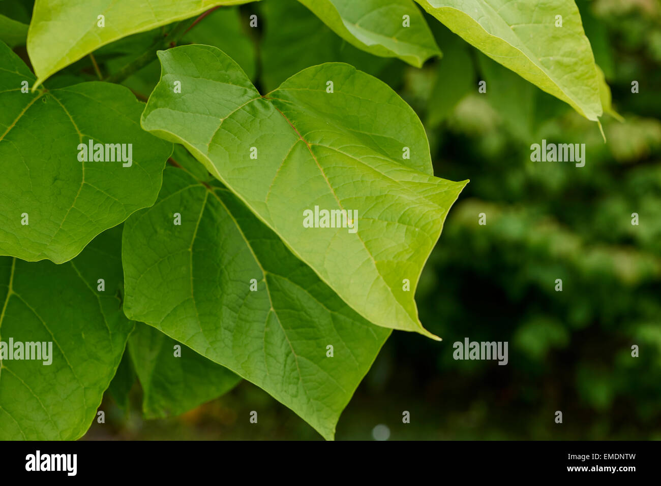 Catalpa bignonioides is a species of Catalpa that is native to the southeastern United States. Stock Photo