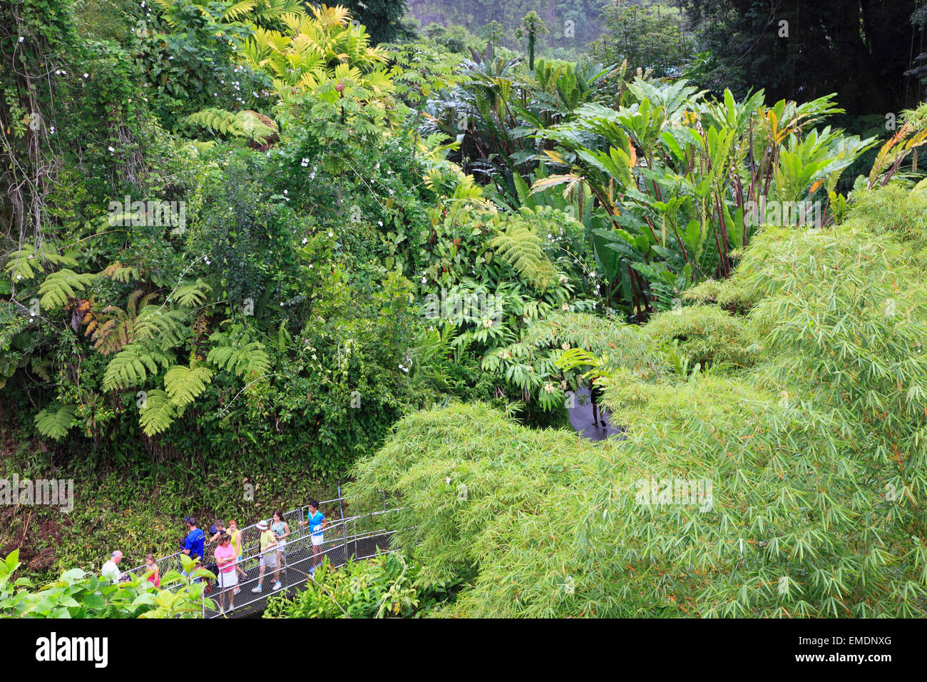 Hawaii, Big Island, Akaka Falls State Park, Stock Photo