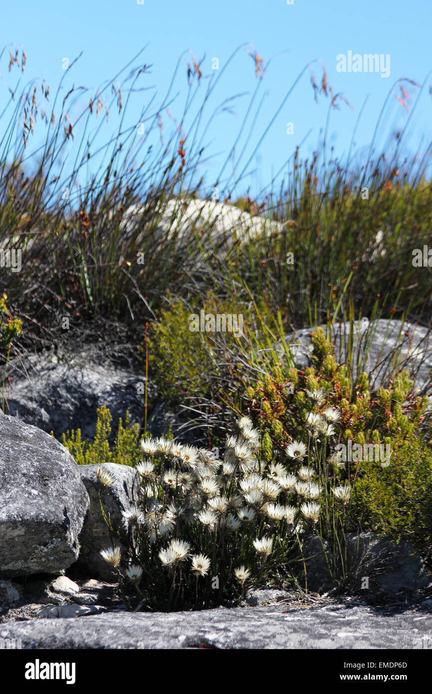 Table mountain Cape Town flowers Stock Photo Alamy