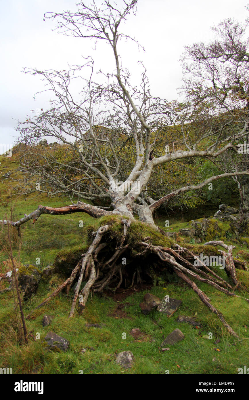Uprooted tree Stock Photo Alamy