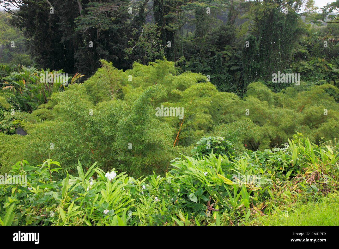 Hawaii, Big Island, Akaka Falls State Park, tropical rainforest Stock