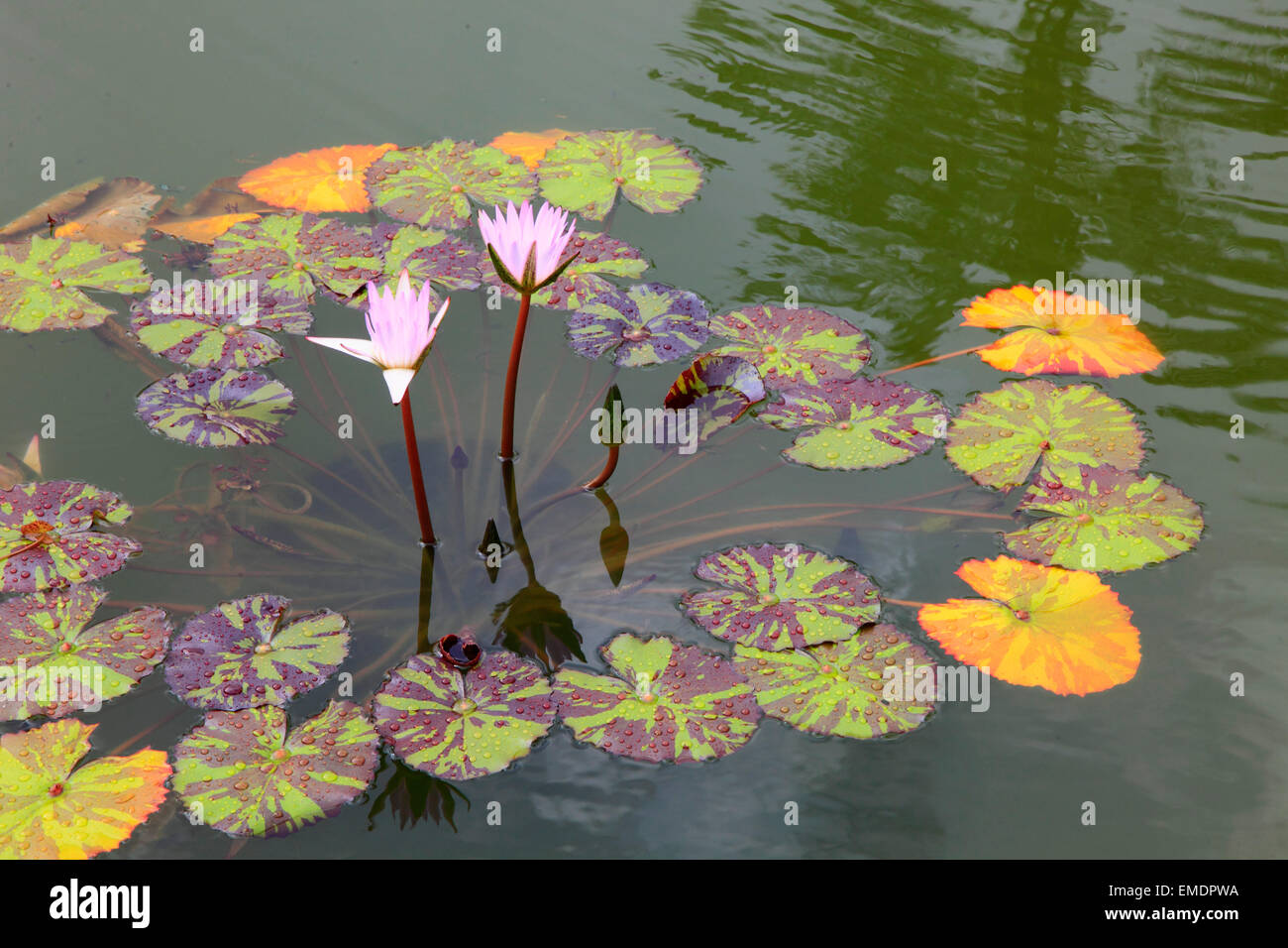 Hawaii, Big Island, Hilo, lily pond, water lilies, Stock Photo