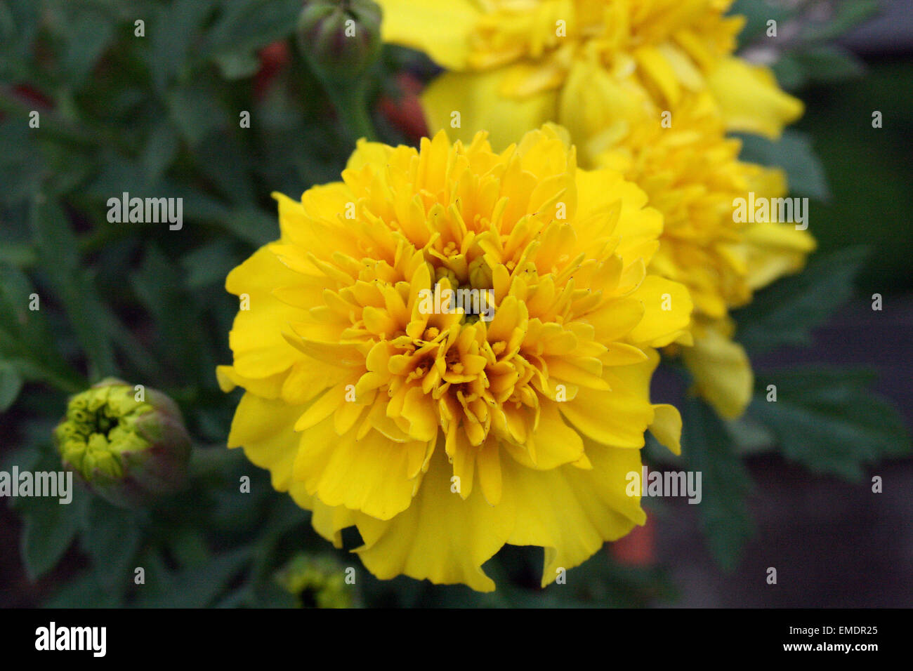 Flowers in garden Stock Photo - Alamy