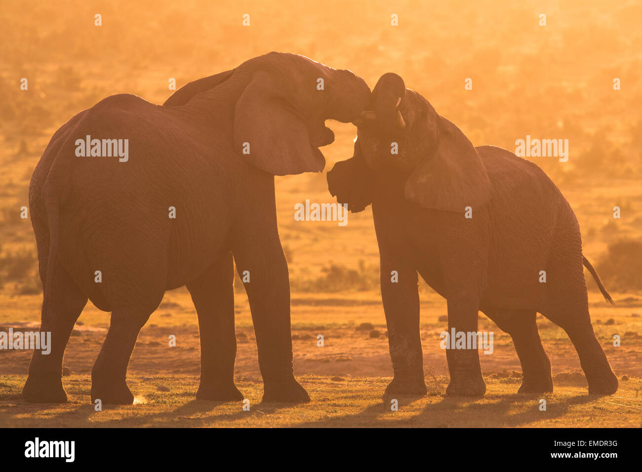 Two African elephants tustle in the golden light near Hapoor Dam, Addo National Park, South Africa Stock Photo