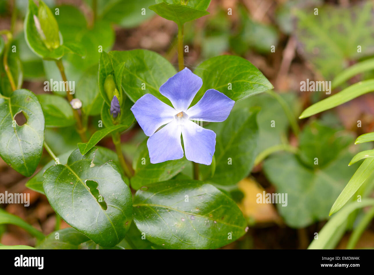 Blue periwinkle weed flower Stock Photo Alamy
