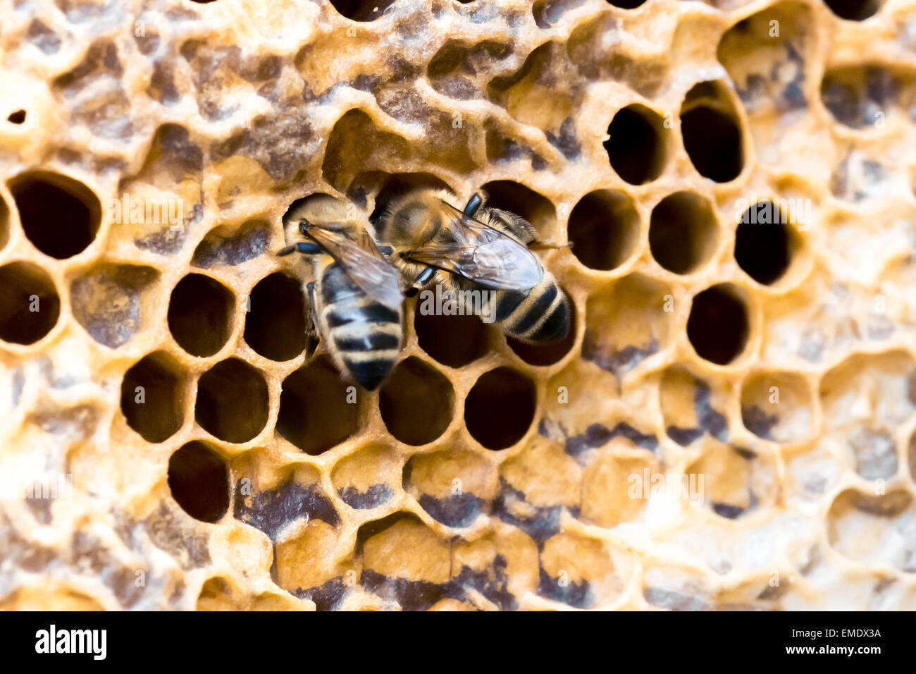 Partiful Bees Cooperation of bees hi-res stock photography and images - Alamy
