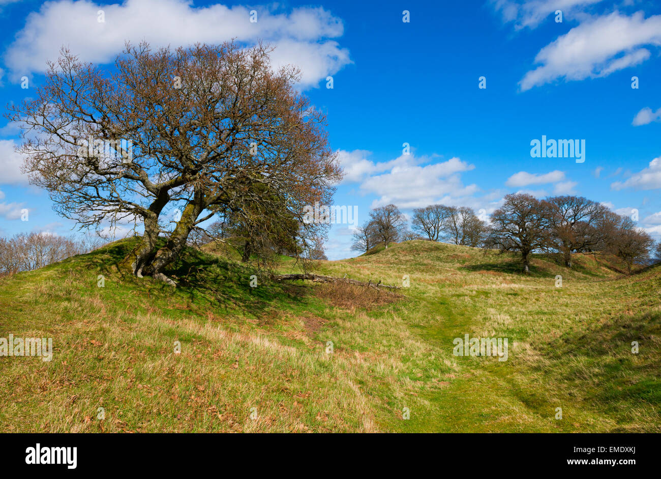 Oak trees on Burrow Hill Iron Age hill fort, Hopesay, Shropshire. Stock Photo