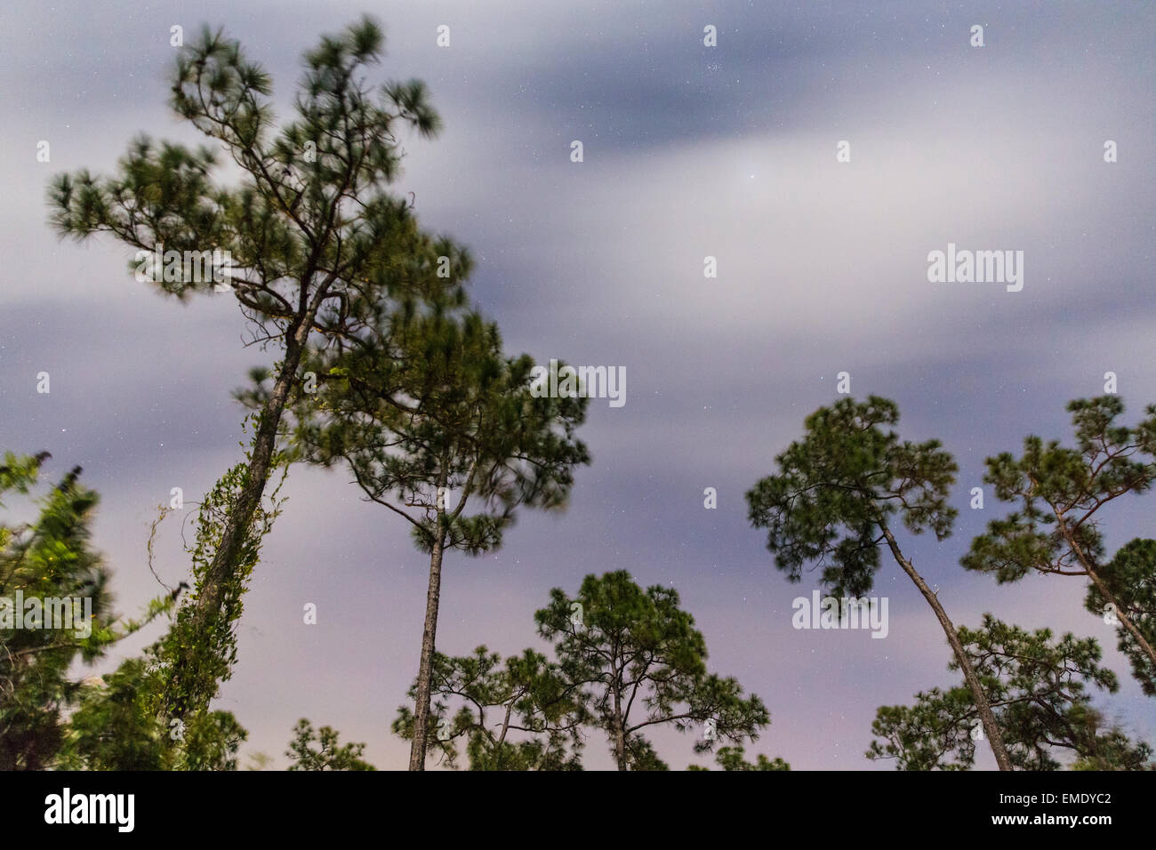 Pine trees reach towards the nighttime sky at Long Pine Key in the Florida Everglades National Park. Stock Photo