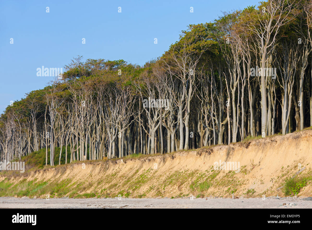 Beech trees, shaped by strong sea winds, at Ghost Wood / Gespensterwald along the Baltic Sea beach at Nienhagen, Mecklenburg-Vor Stock Photo