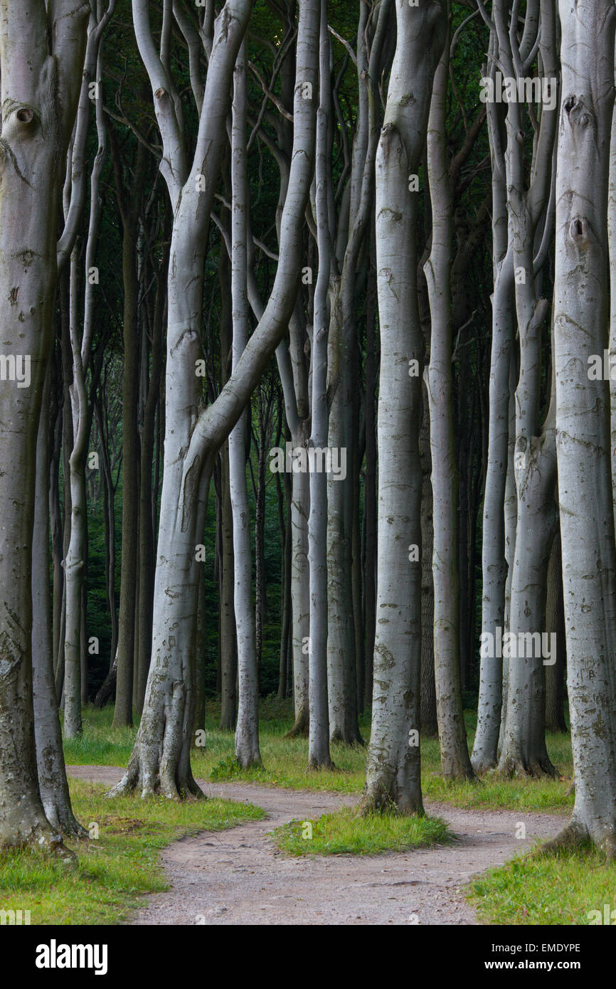 Beech trees, shaped by strong sea winds, at Ghost Wood / Gespensterwald along the Baltic Sea beach at Nienhagen, Germany Stock Photo